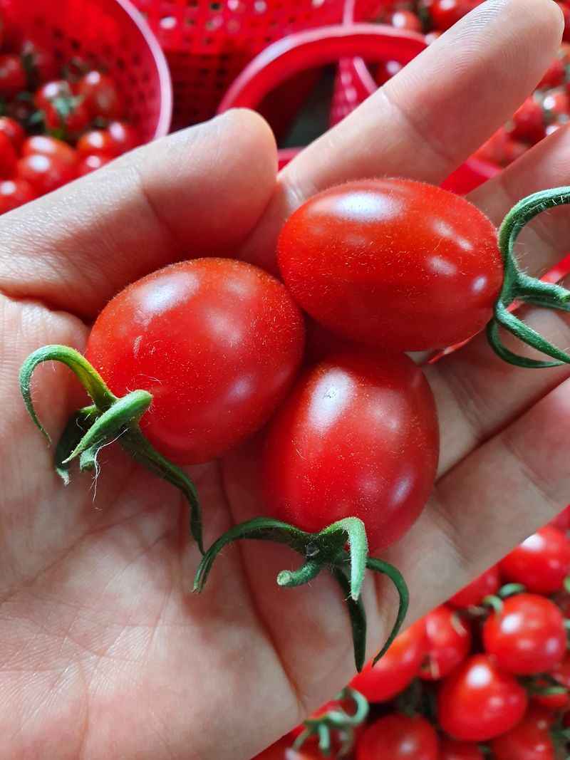 써니네님의 장터 판매 상품 [맛보장 맛있는 그대추방울토마토1키로  14000] 첨부 사진