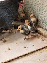 팜모닝 우리동네·동네수다 게시글 이미지