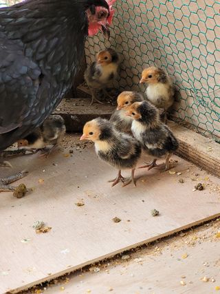 김금자님의 우리동네 · 동네수다 작성글 사진
