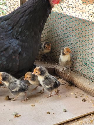 김금자님의 우리동네 · 동네수다 작성글 사진