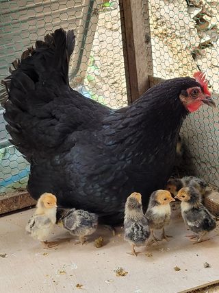 김금자님의 우리동네 · 동네수다 작성글 사진