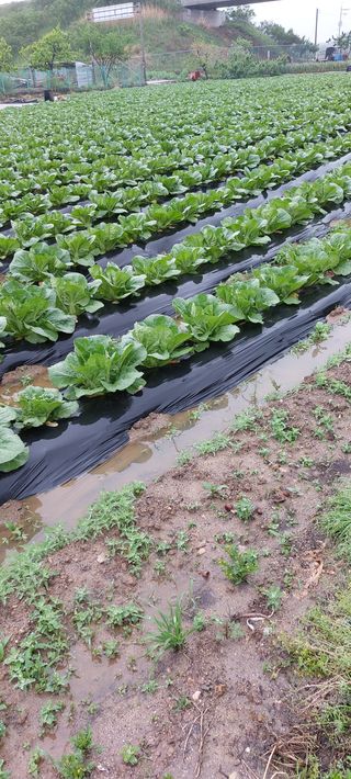 시감님의 고추 · 품종•종자 작성글 사진