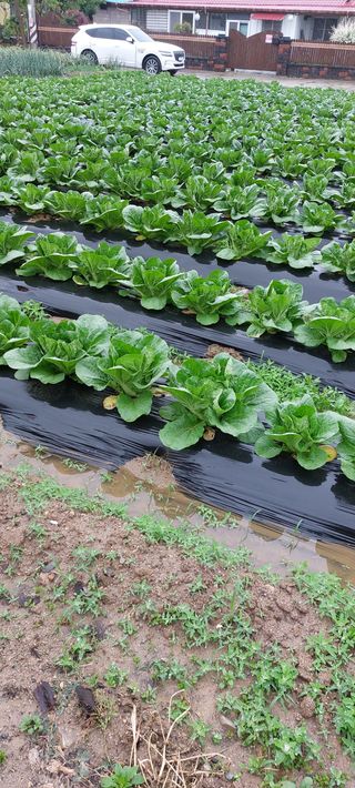 시감님의 고추 · 품종•종자 작성글 사진