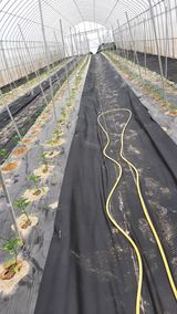 팜모닝 고추·파종•정식 게시글 이미지