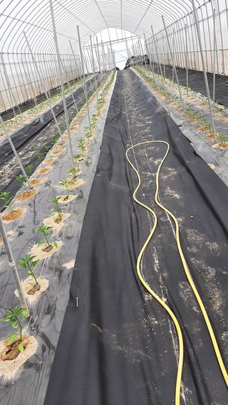 낙지님의 고추 · 파종•정식 작성글 사진