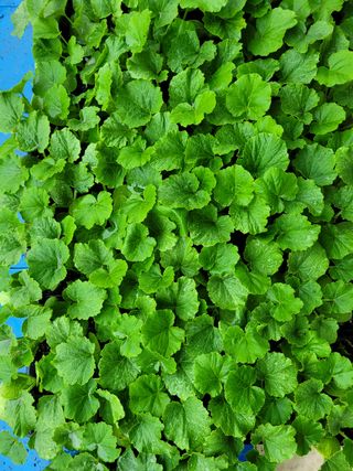 팜모닝회원논산농부님의 작성글 사진