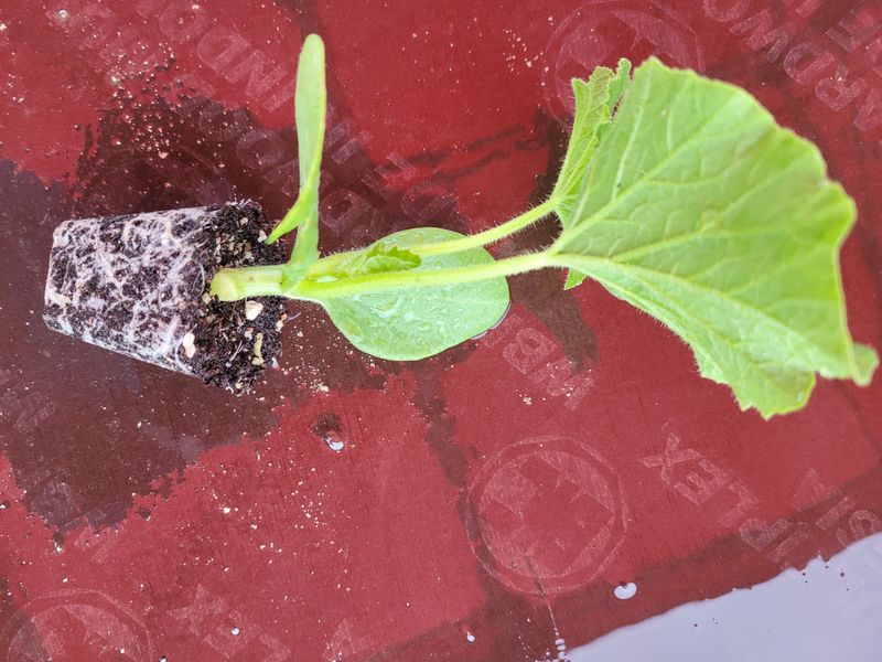 팜모닝회원논산농부님의 장터 판매 상품 [단호박(만양)50개] 첨부 사진