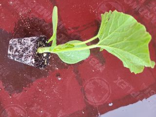 팜모닝회원논산농부님의 작성글 사진