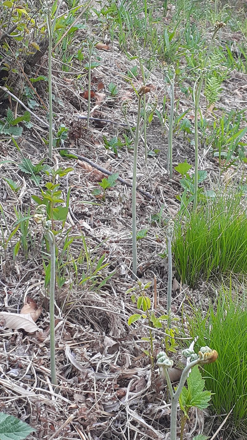 장터 상품 [건 고사리600g] 썸네일