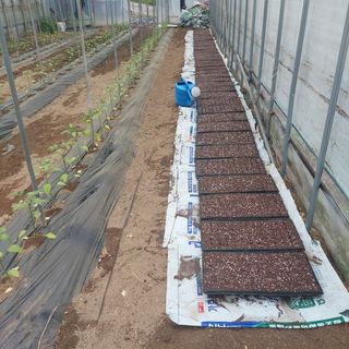 강원도 횡성군님의 참깨 · 자유게시판 작성글 사진