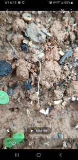 팜모닝 자유주제·자유게시판 게시글 이미지