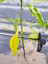 팜모닝 고추·파종•정식 게시글 이미지