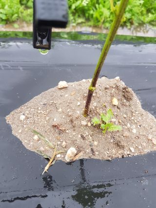 암초님의 고추 · 파종•정식 작성글 사진