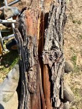 팜모닝 기타작물·병해충상담 게시글 이미지