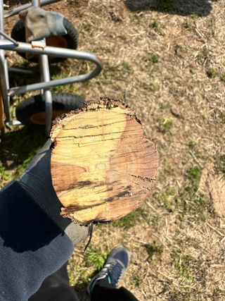 옥수수26905님의 기타작물 · 병해충상담 작성글 사진