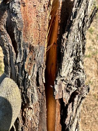 옥수수26905님의 기타작물 · 병해충상담 작성글 사진