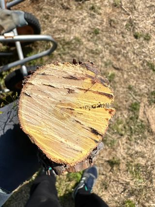 옥수수26905님의 기타작물 · 병해충상담 작성글 사진