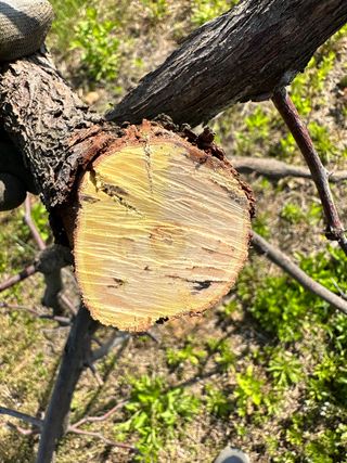 옥수수26905님의 기타작물 · 병해충상담 작성글 사진