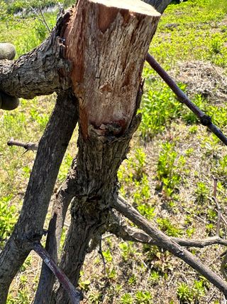 옥수수26905님의 기타작물 · 병해충상담 작성글 사진