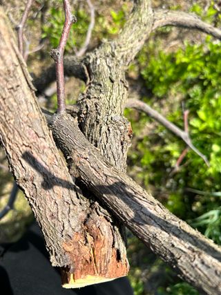 옥수수26905님의 기타작물 · 병해충상담 작성글 사진