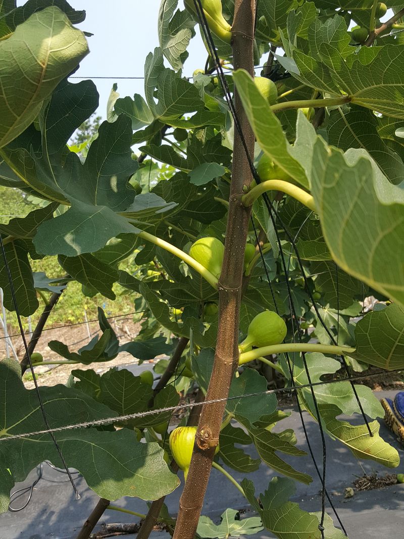 장터 상품 [재래종무화과1kg] 썸네일