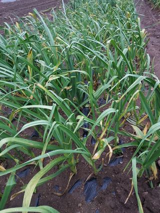 오남현님의 마늘 · 수확 작성글 사진