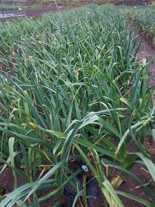 오남현님의 마늘 · 수확 작성글 사진