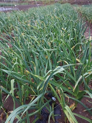 오남현님의 마늘 · 수확 작성글 사진