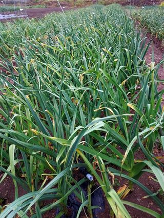 오남현님의 마늘 · 수확 작성글 사진