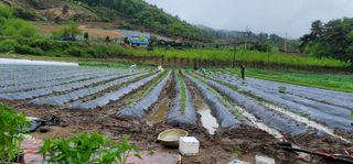 박병철님의 고추 · 파종•정식 작성글 사진