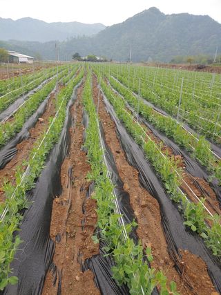 콩나라최여순님의 콩 · 자유게시판 작성글 사진