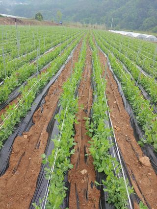 콩나라최여순님의 콩 · 자유게시판 작성글 사진