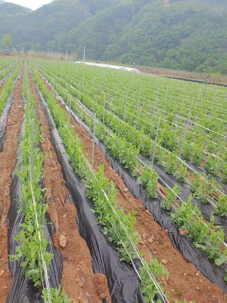 콩나라최여순님의 콩 · 자유게시판 작성글 사진