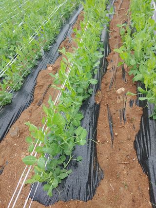 콩나라최여순님의 콩 · 자유게시판 작성글 사진