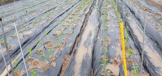 팜모닝회원 성주 님의 우리동네 · 동네수다 작성글 사진