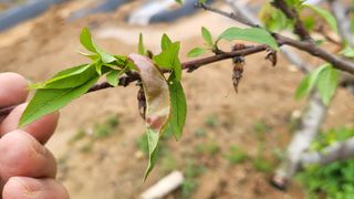 이종선님의 복숭아 · 병해충상담 작성글 사진