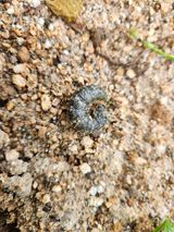 팜모닝 감자·병해충상담 게시글 이미지