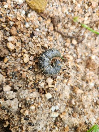 금우님의 감자 · 병해충상담 작성글 사진