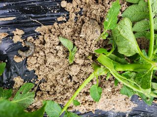 금우님의 감자 · 병해충상담 작성글 사진