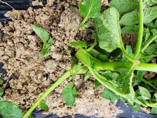 금우님의 감자 · 병해충상담 작성글 사진