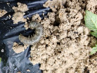 금우님의 감자 · 병해충상담 작성글 사진