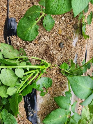 금우님의 감자 · 병해충상담 작성글 사진