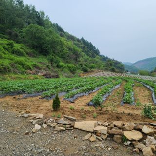 늘항상한결님의 감자 · 자유게시판 작성글 사진