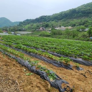 늘항상한결님의 감자 · 자유게시판 작성글 사진