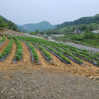 늘항상한결님의 감자 · 자유게시판 작성글 사진