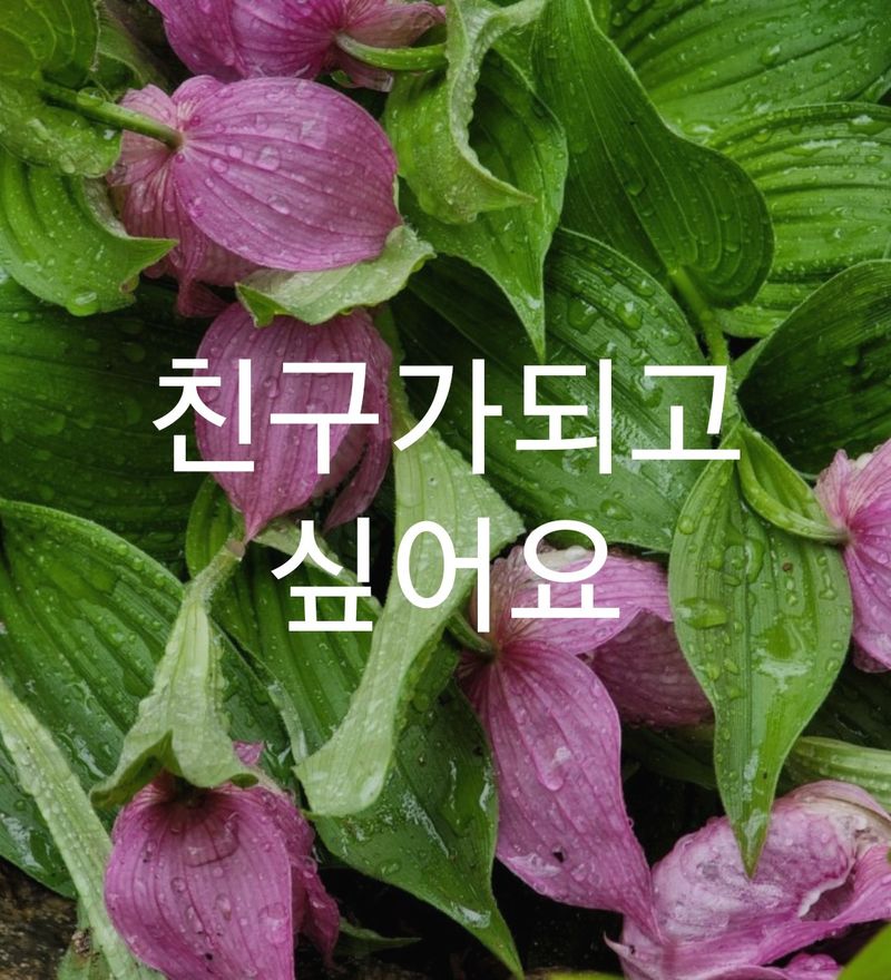 장터 상품 [은낭화  복주머니난] 썸네일