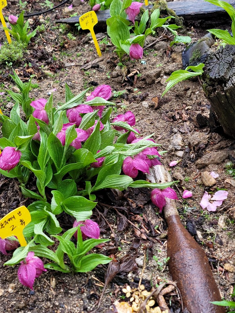 병풍취산채농원님의 장터 판매 상품 [은낭화  복주머니난] 첨부 사진
