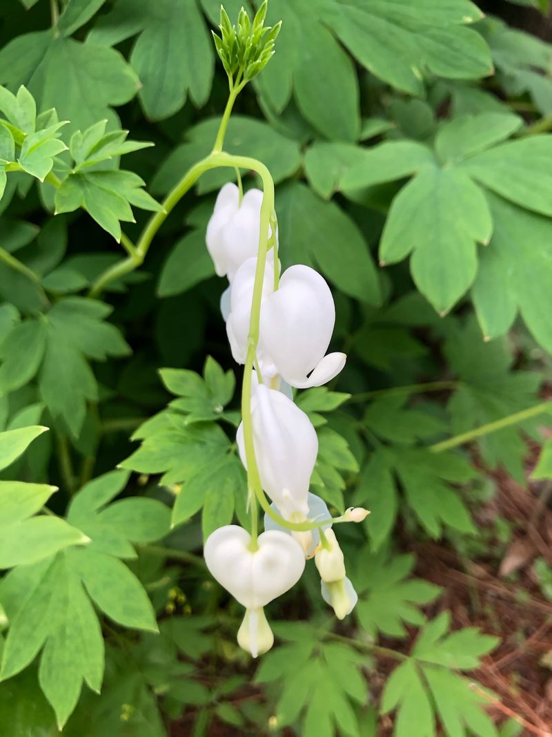 병풍취산채농원님의 장터 판매 상품 [은낭화  복주머니난] 첨부 사진
