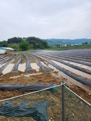HYUN님의 들깨 · 자유게시판 작성글 사진