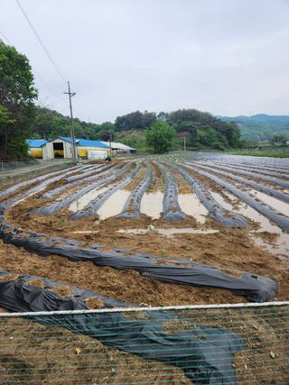 HYUN님의 들깨 · 자유게시판 작성글 사진